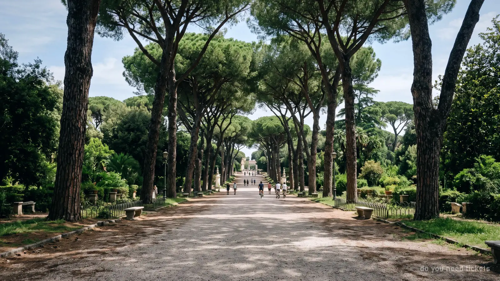 A free public avenue of umbrella pines in Villa Borghese park, Rome